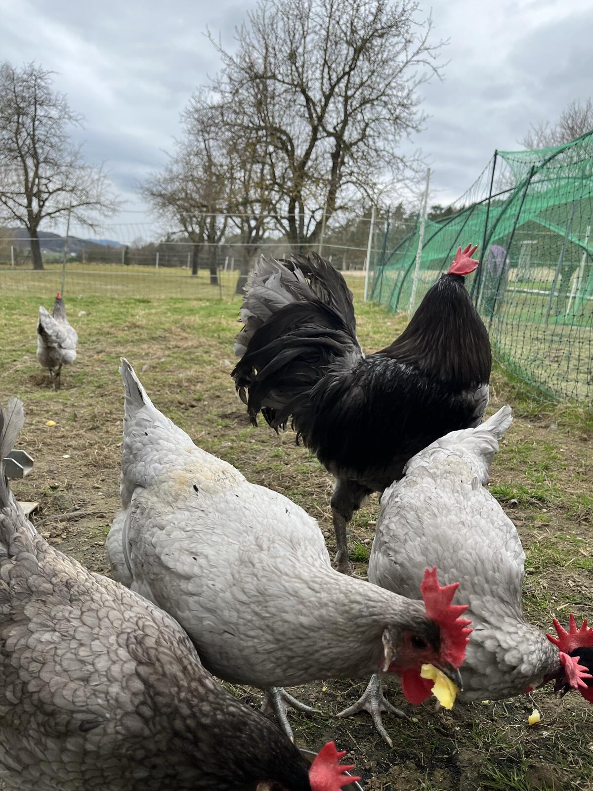 Bresse gauloise bleu 2