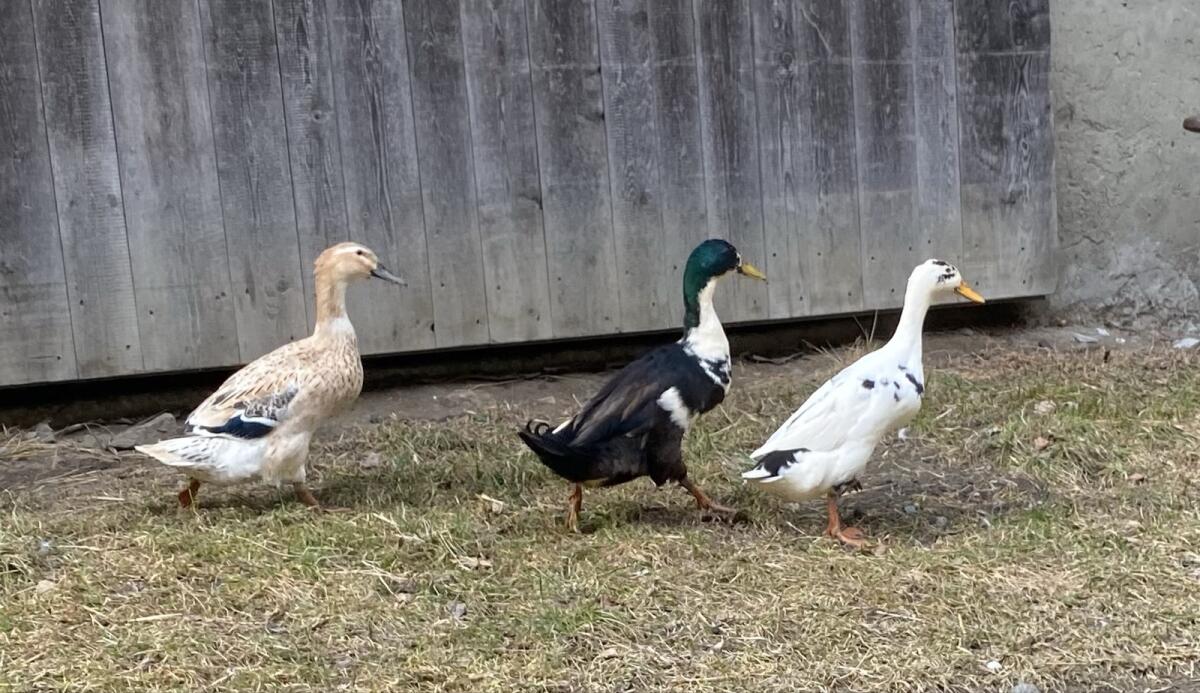 Junges Laufenten Paar 2