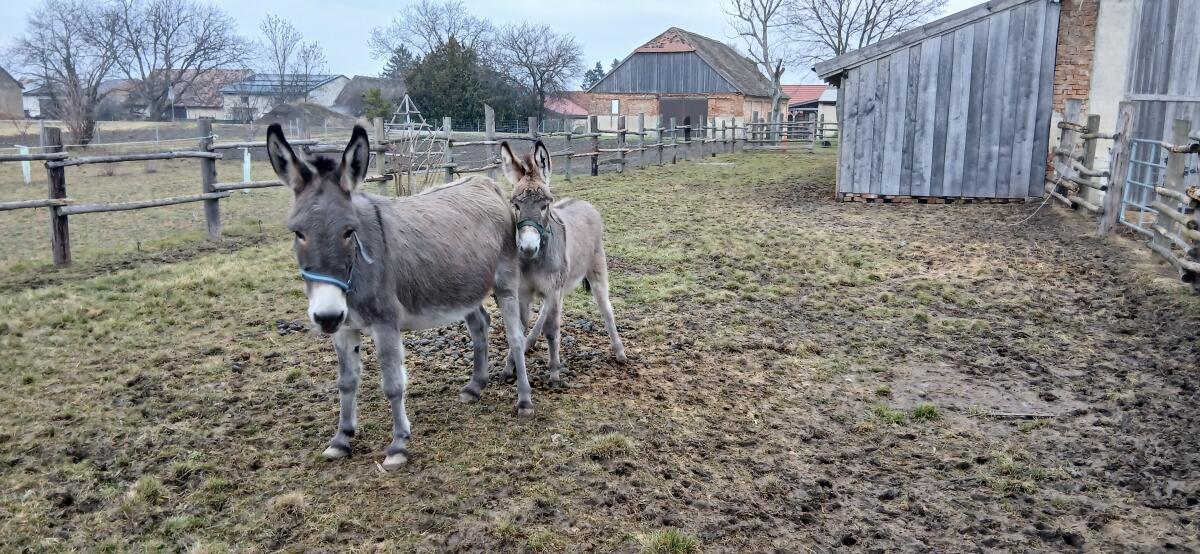 Tiere 3