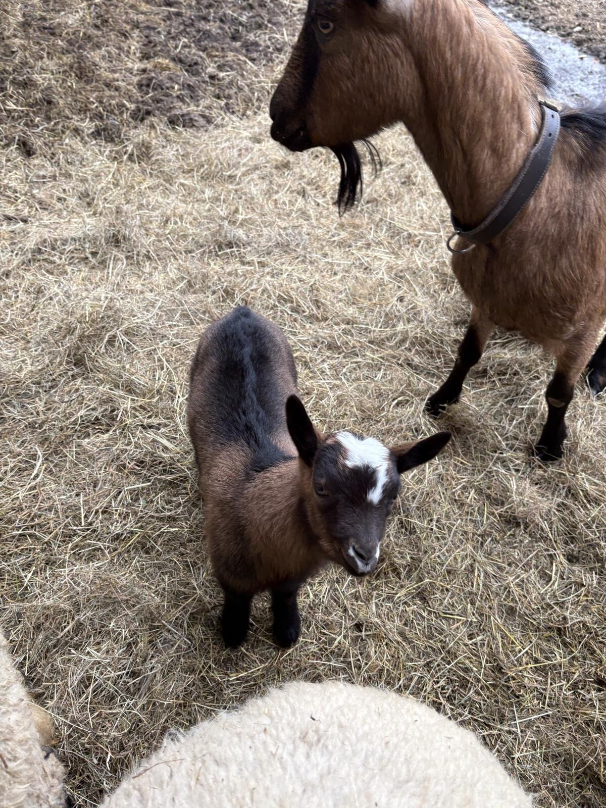 Ziegenkitz BIO Aosta/Bergziege/Saane 3