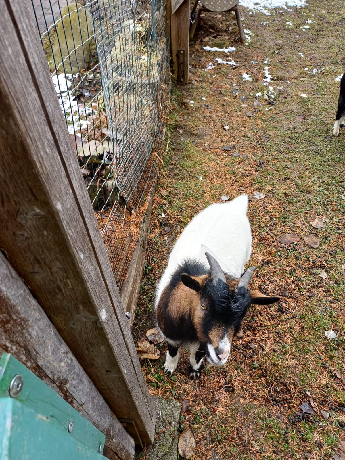 Kastrierter Zwergziegenbock 3