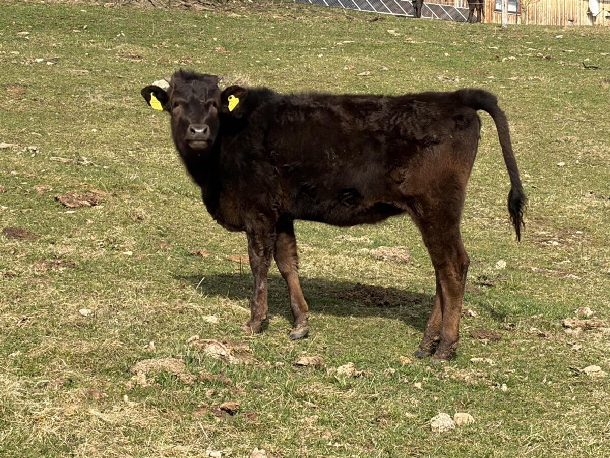 Bio Wagyu Kalbinnen 2