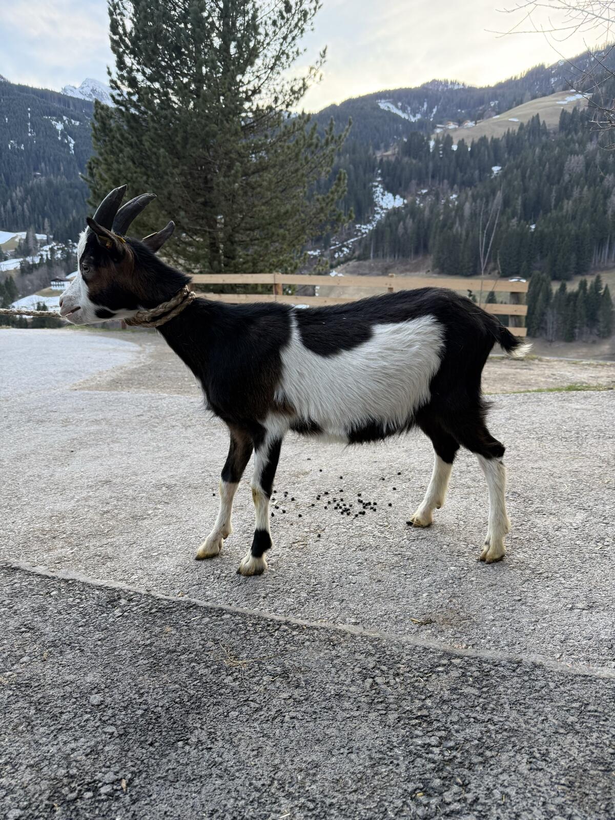 Tauernscheck Bock Kitz 3