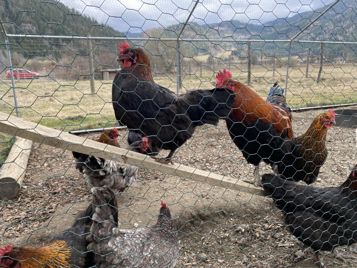 Olivleger-Bruteier 2