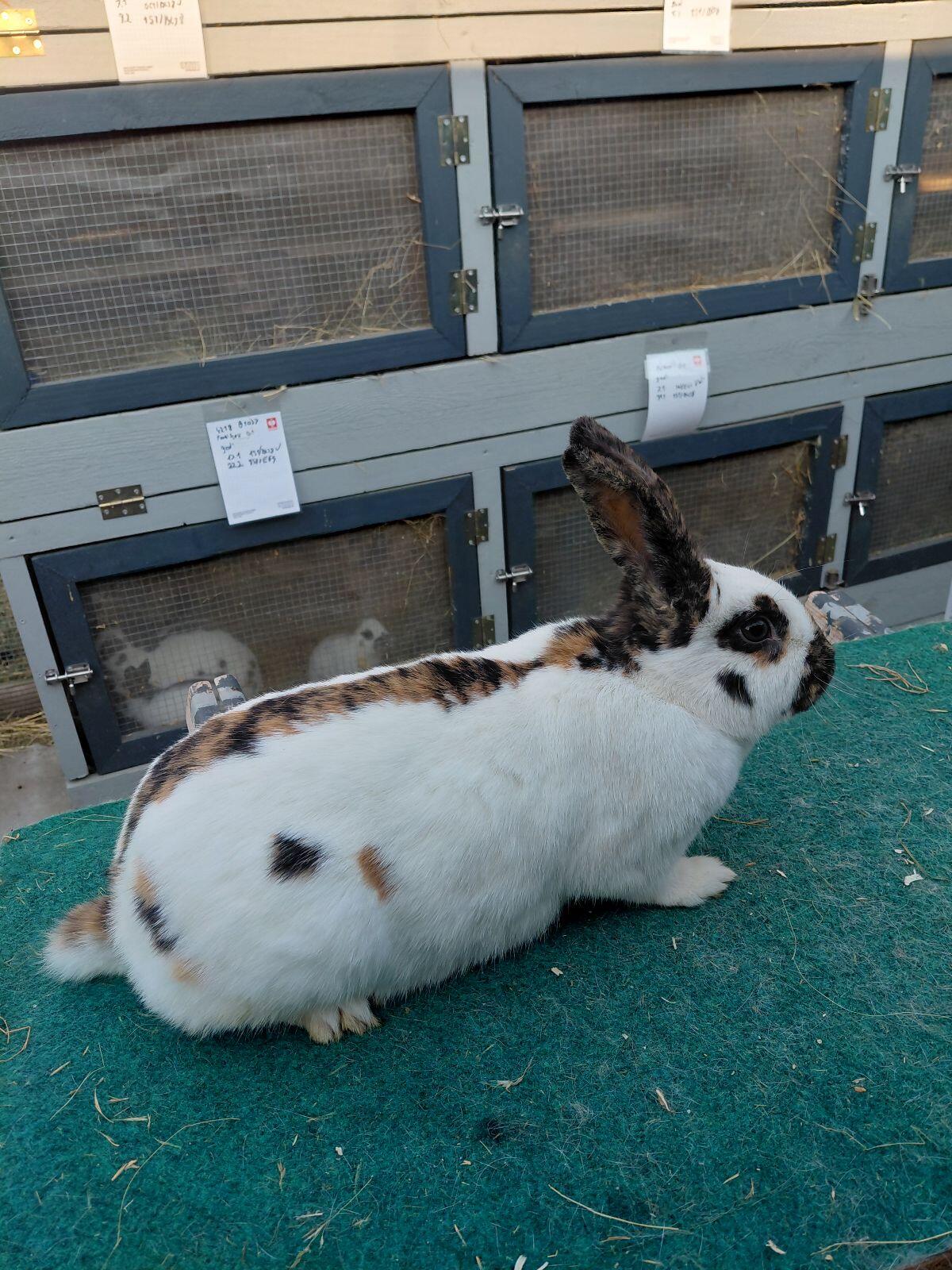 Dreifarbenschecken Häsin 2