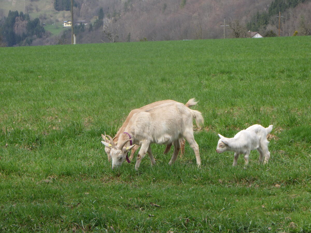 Ziege mit Kitz bei Fuß 2