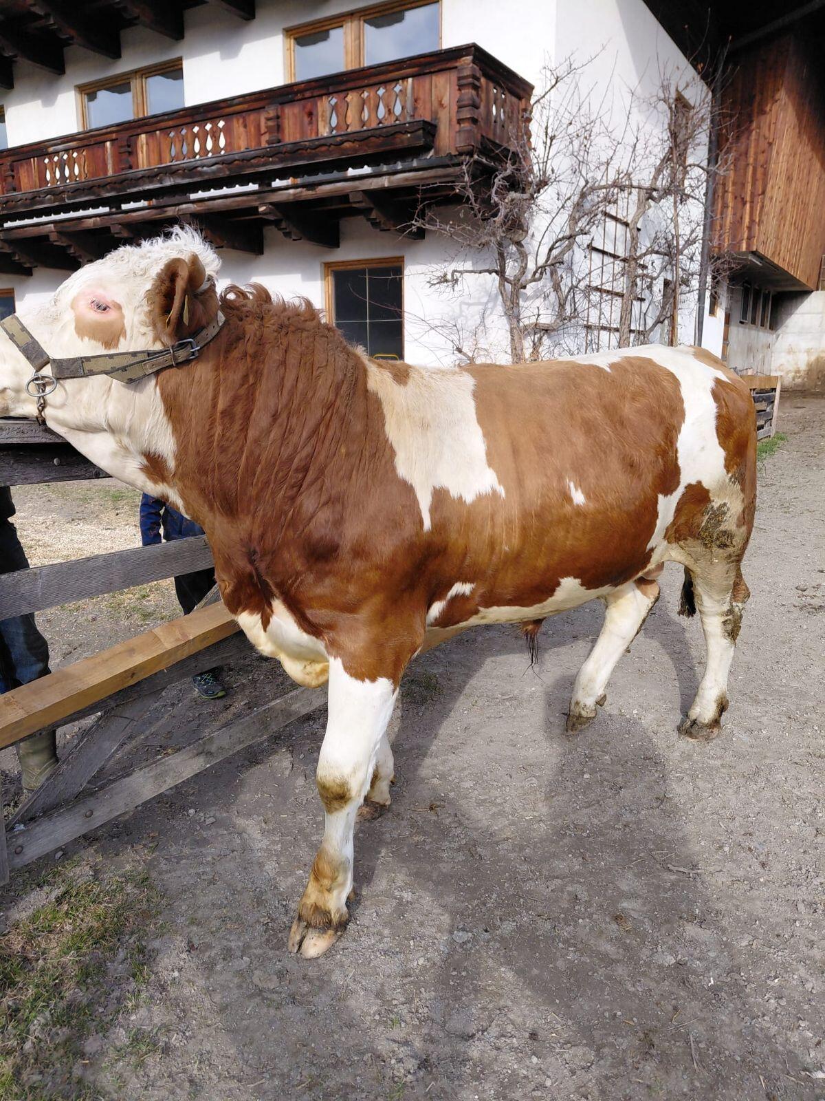 FL Sprungstier 2