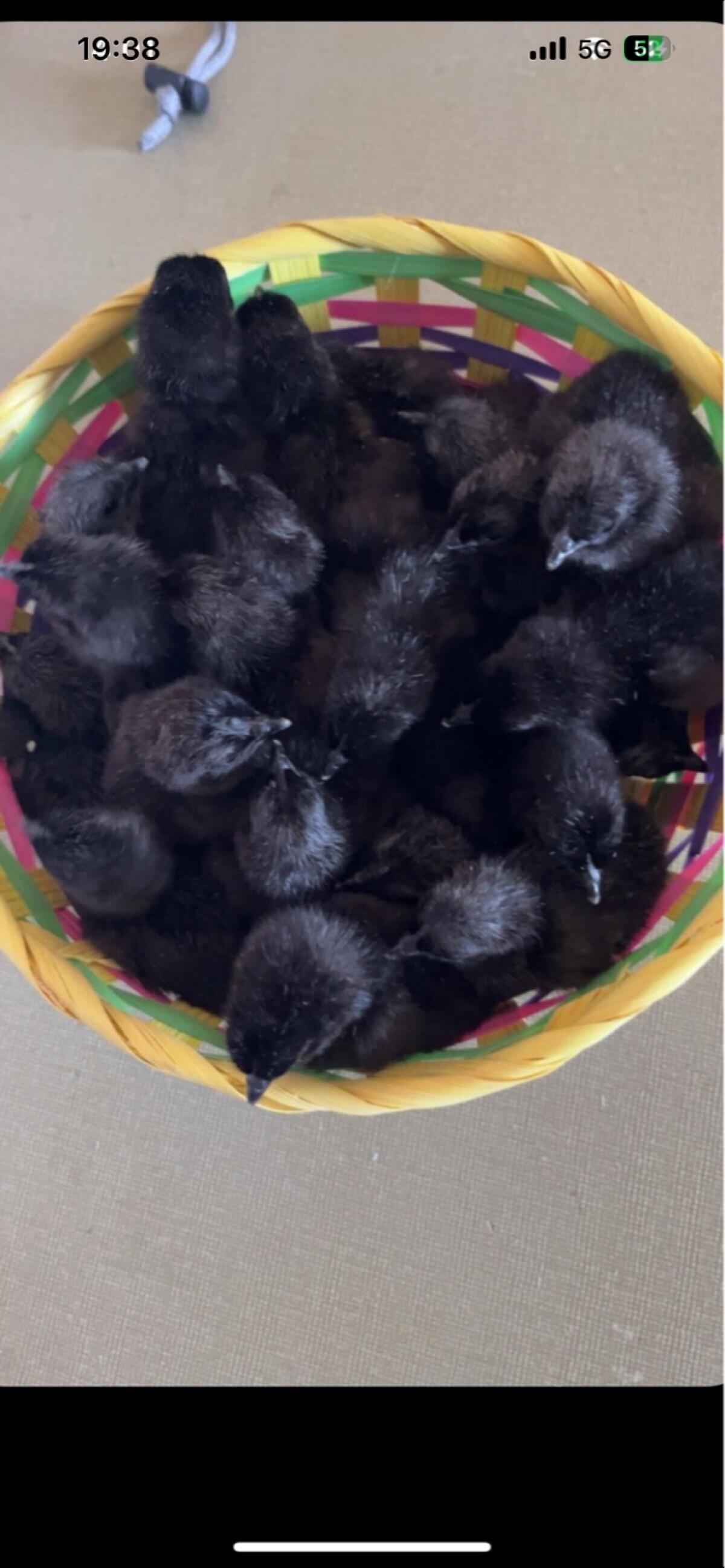 Ayam Cemani Küken 2