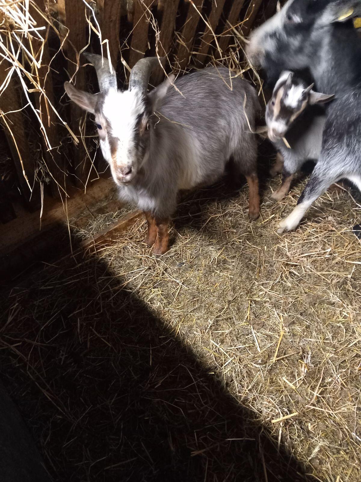 Minizwergziegenbock 3