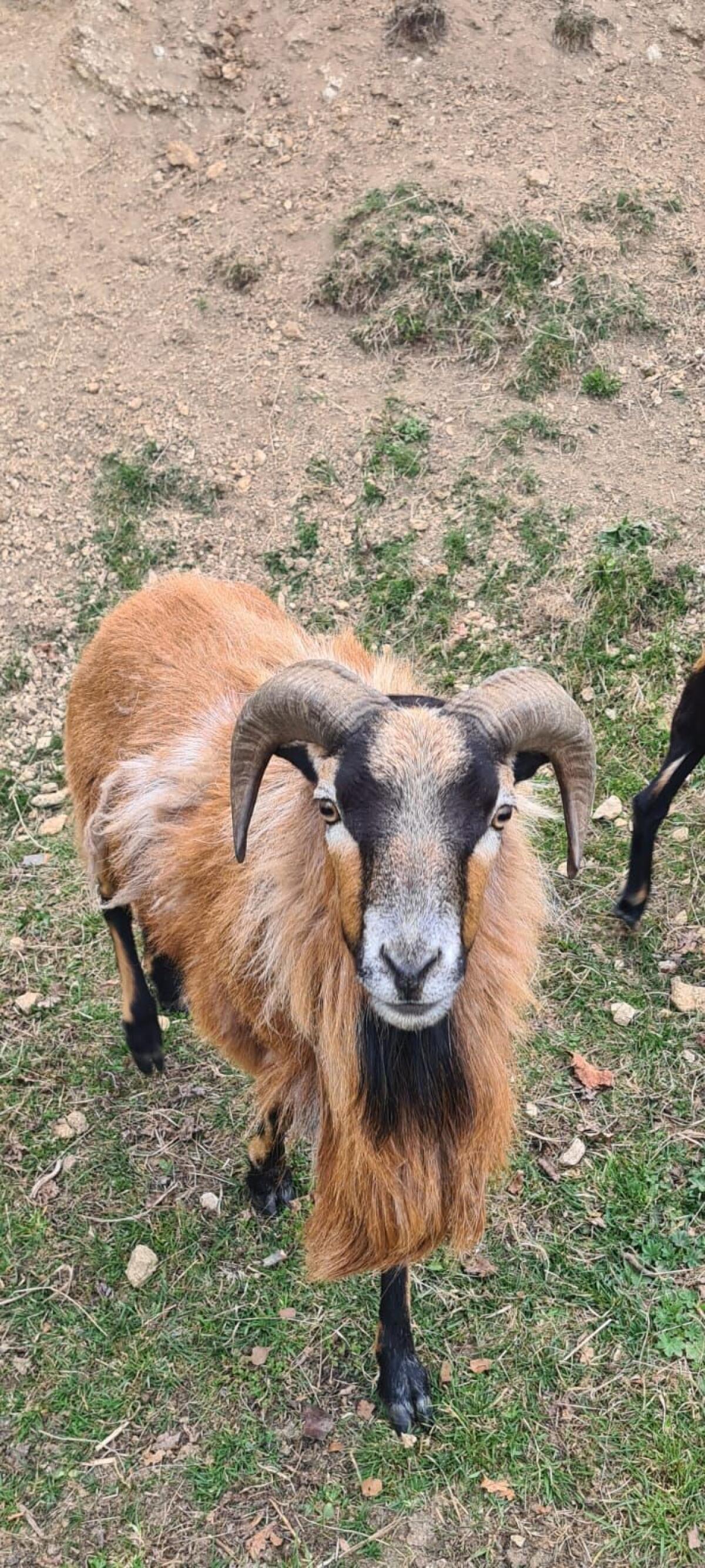 Kamerunschaf 2