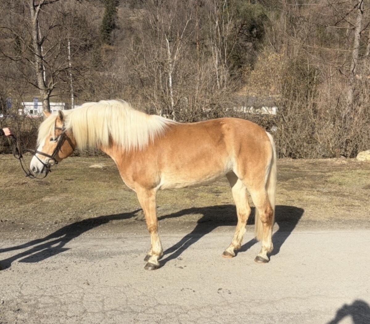 Große Haflinger Stute 3