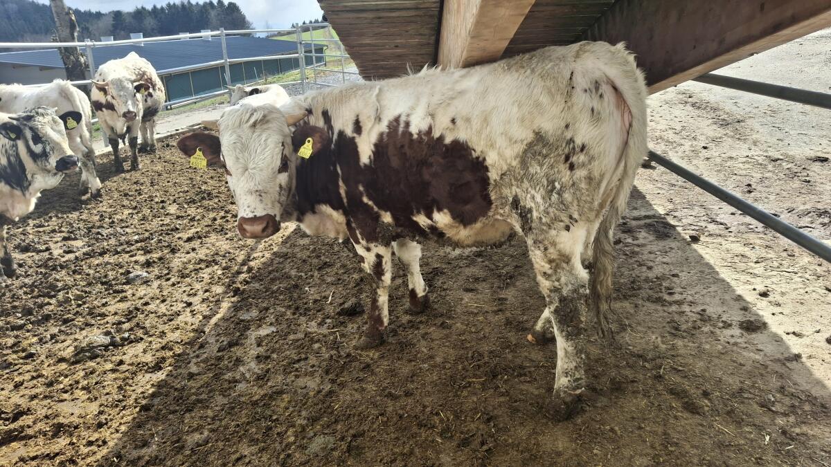 BIO Pustertaler Sprinzen Kalbin 3