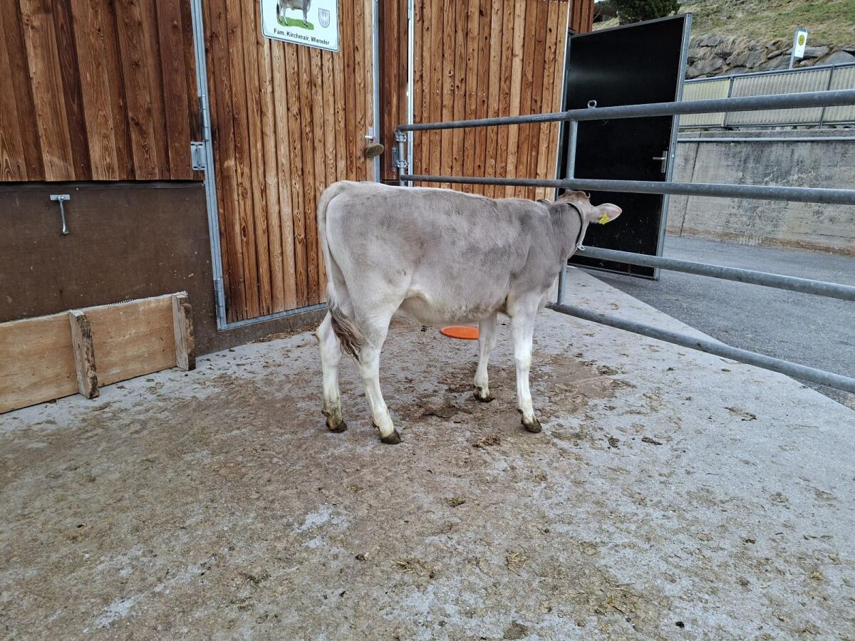 BIO Braunvieh Kalb 2