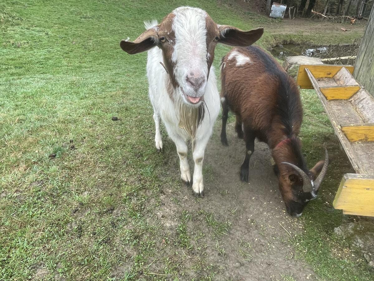Burenziegenbock Anton 3