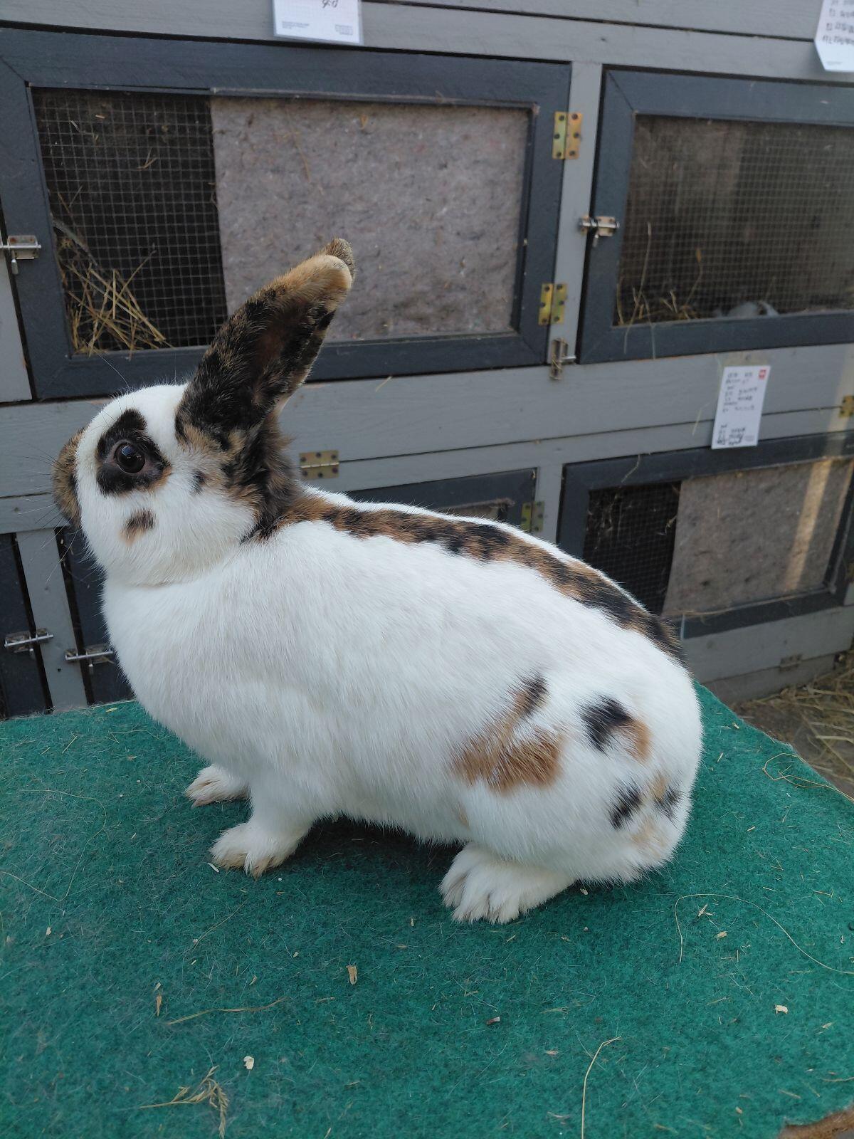 Dreifarbenschecken-Häsin 2