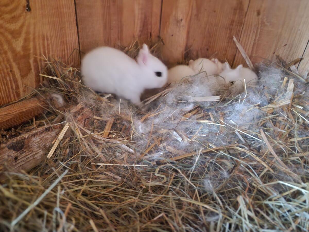Farbzwerg Hotot 3