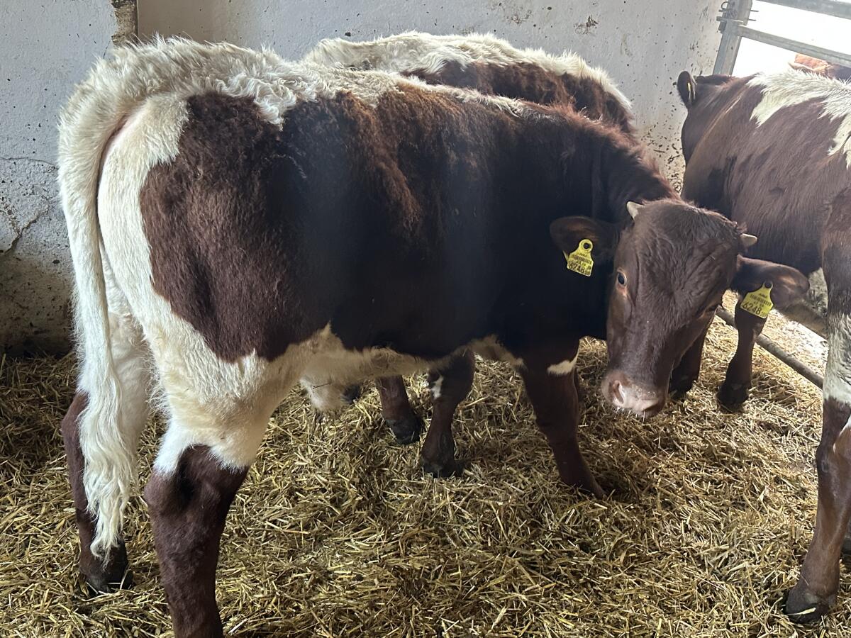 Pinzgauer Einsteller 2