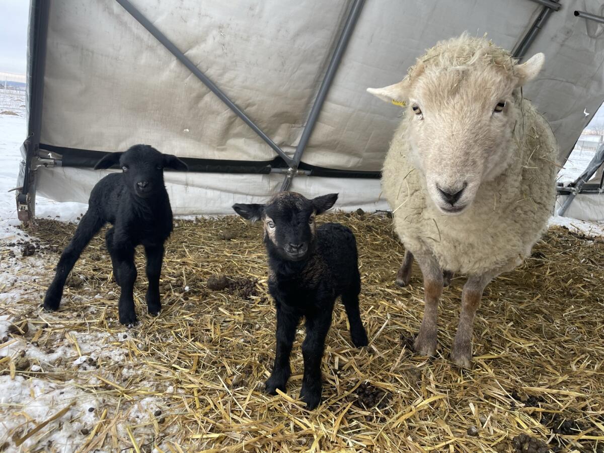 Bio Zwergschaflämmer 3