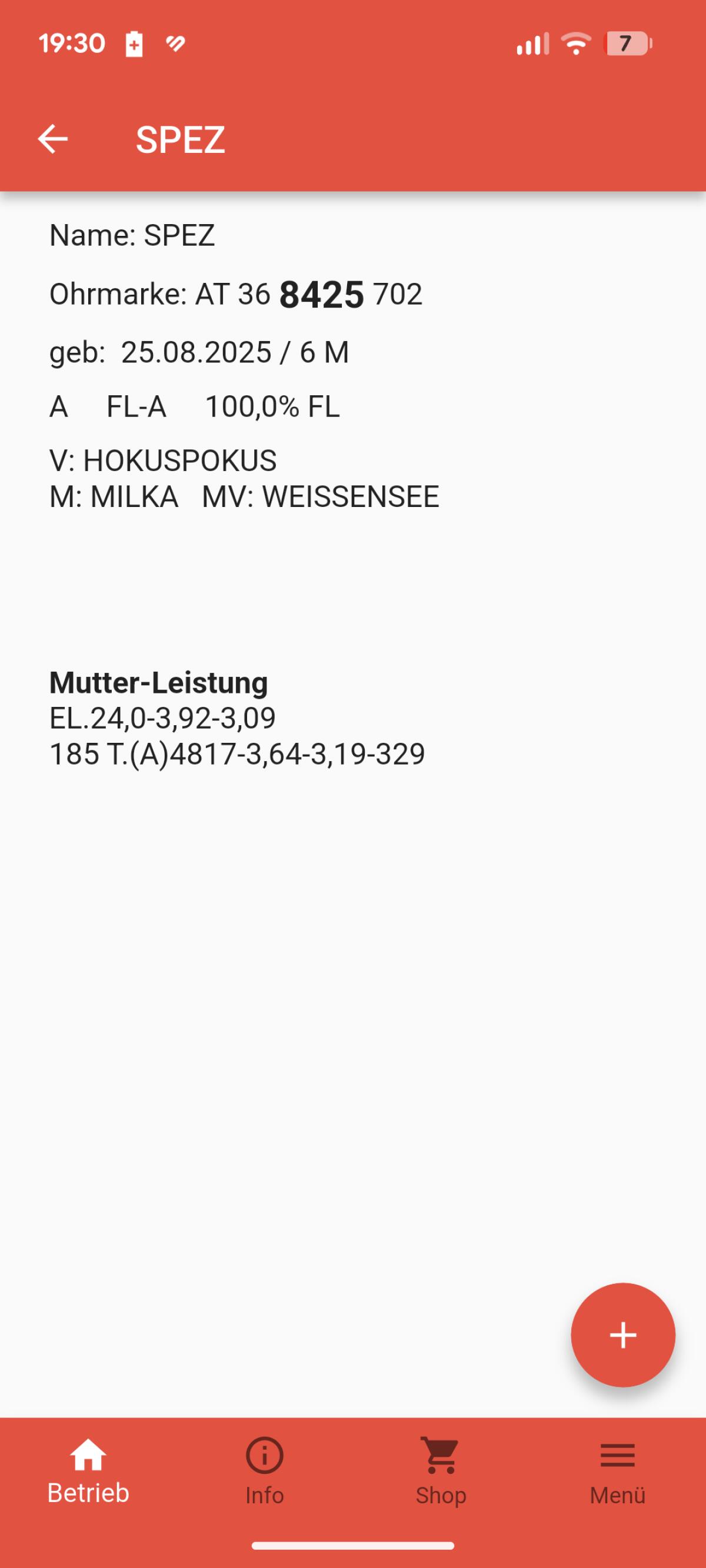 Fleckviehkalb enthornt 6 Monate 2