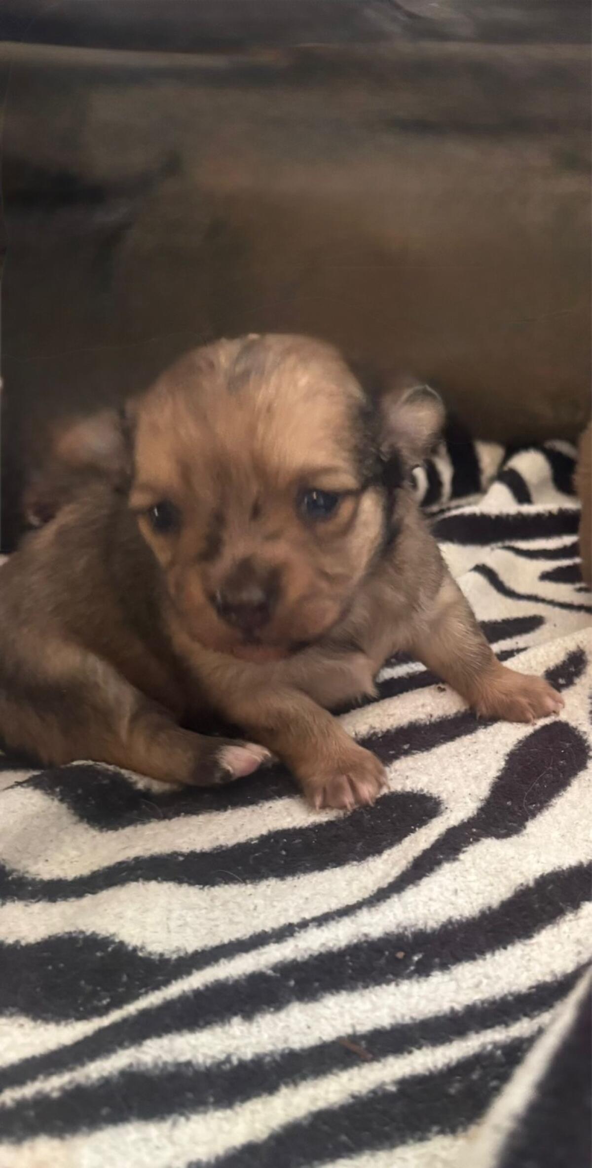 Pomchi 2