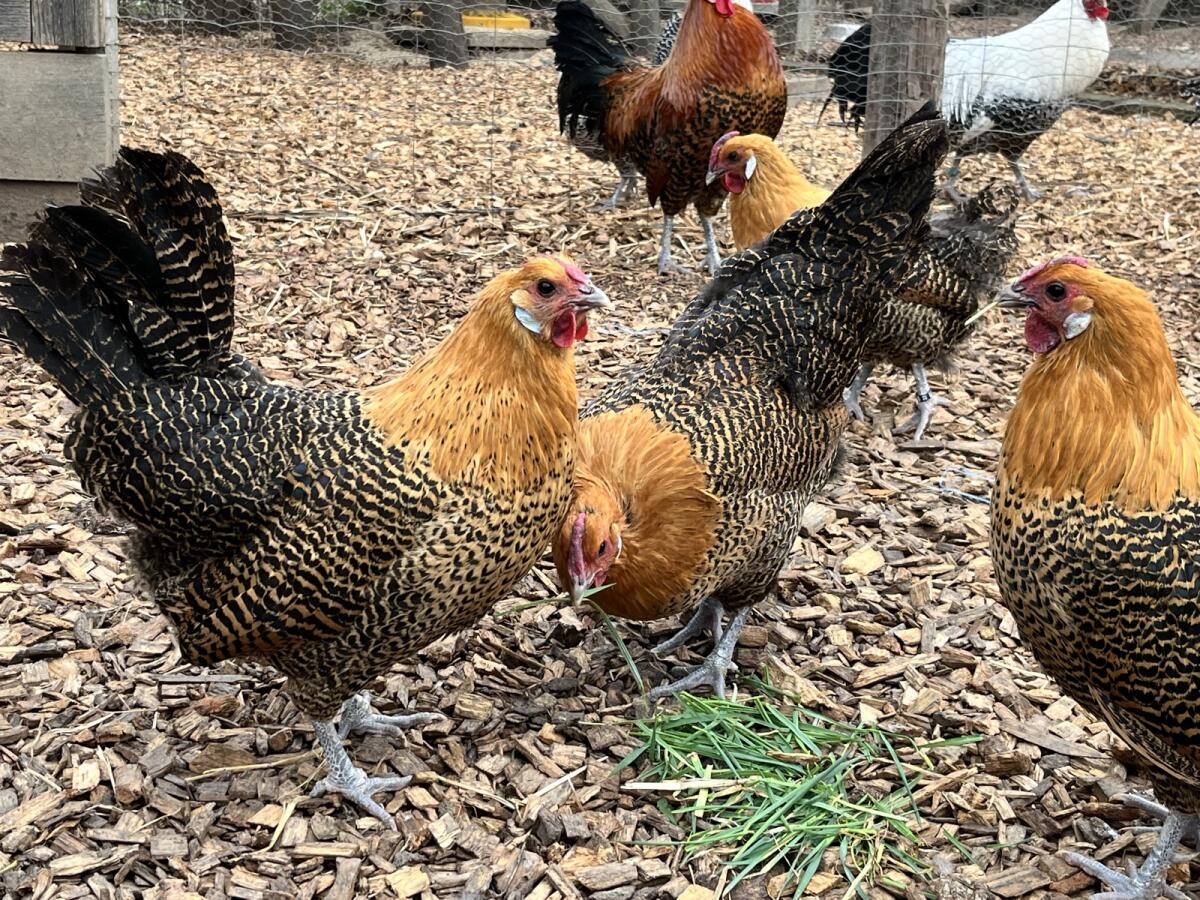 Westfälische Totleger Gold 2