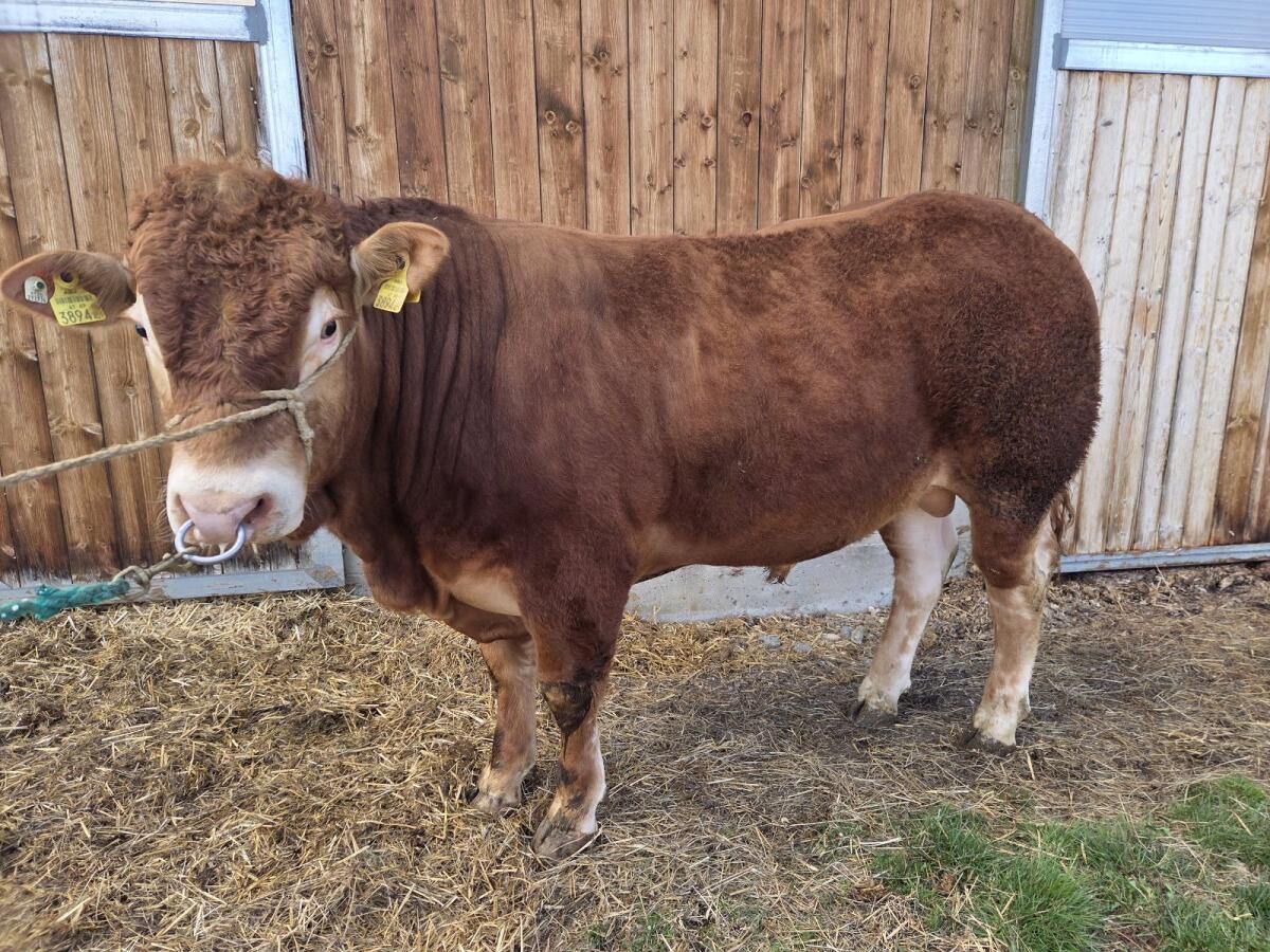 Limousin Stier 2
