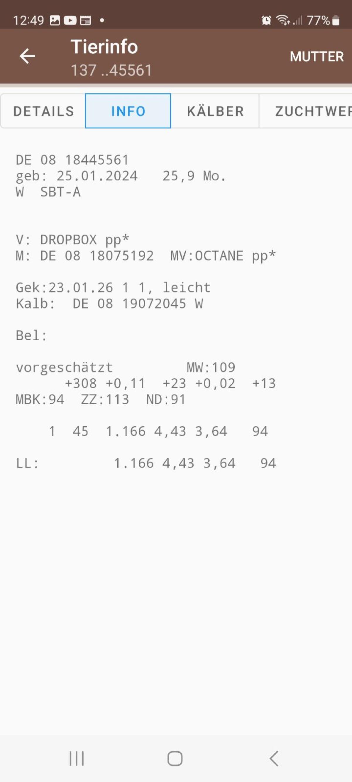 Verk. Holstein Färse 2