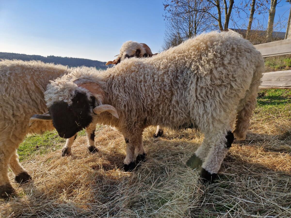 Walliser Schwarznasen-Widder, BIO 3