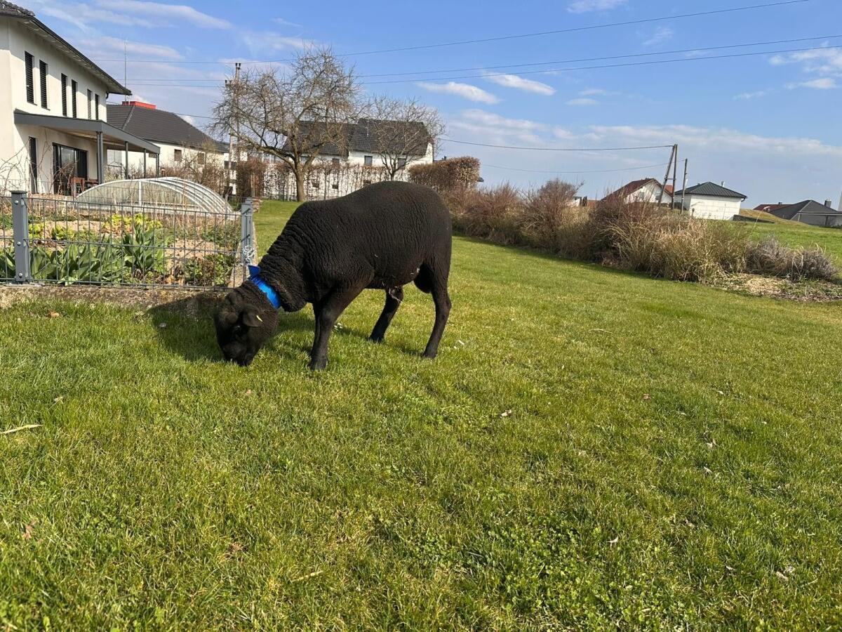 Jura Widder 3