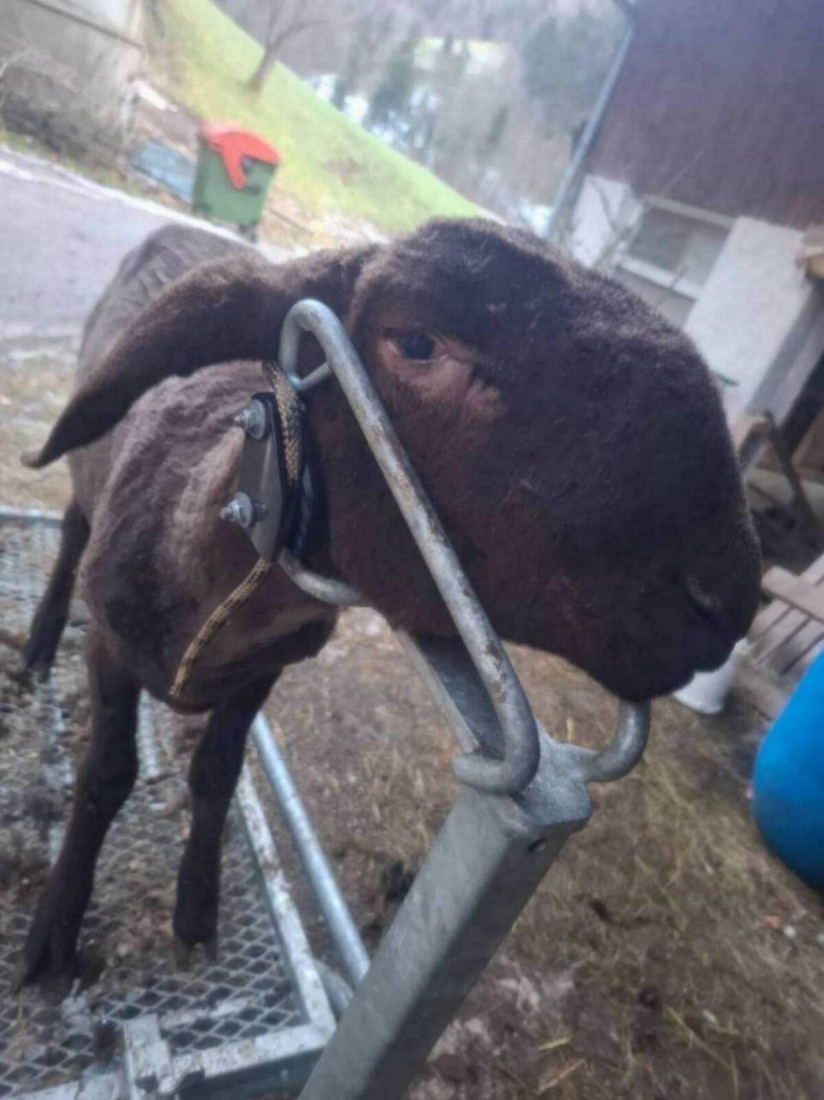 Braune Bergschaf Widder BIO 2