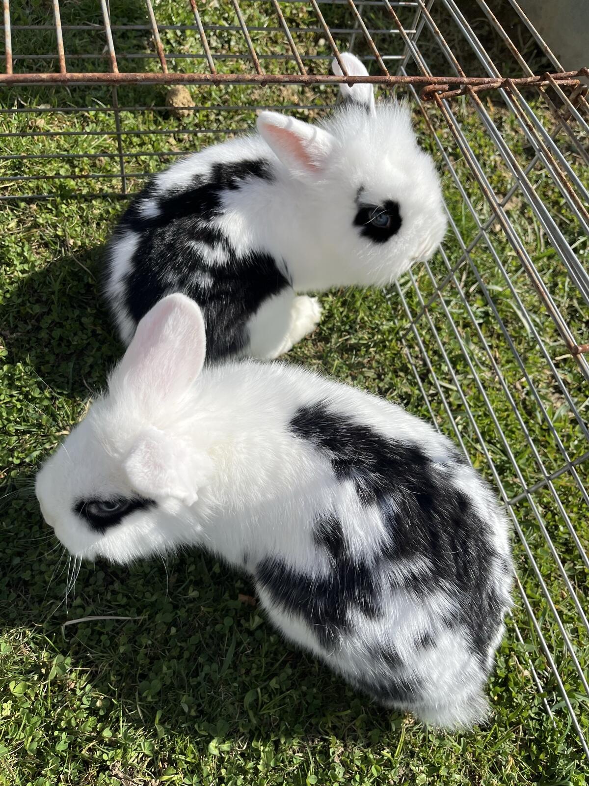 Zwergkaninchen 2