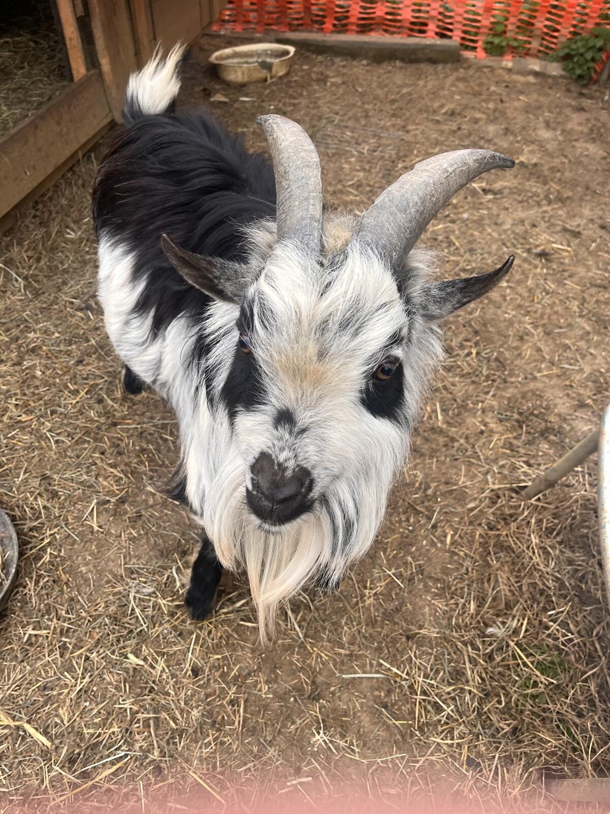 Verkaufe Mini-Zwergziegenbock 2