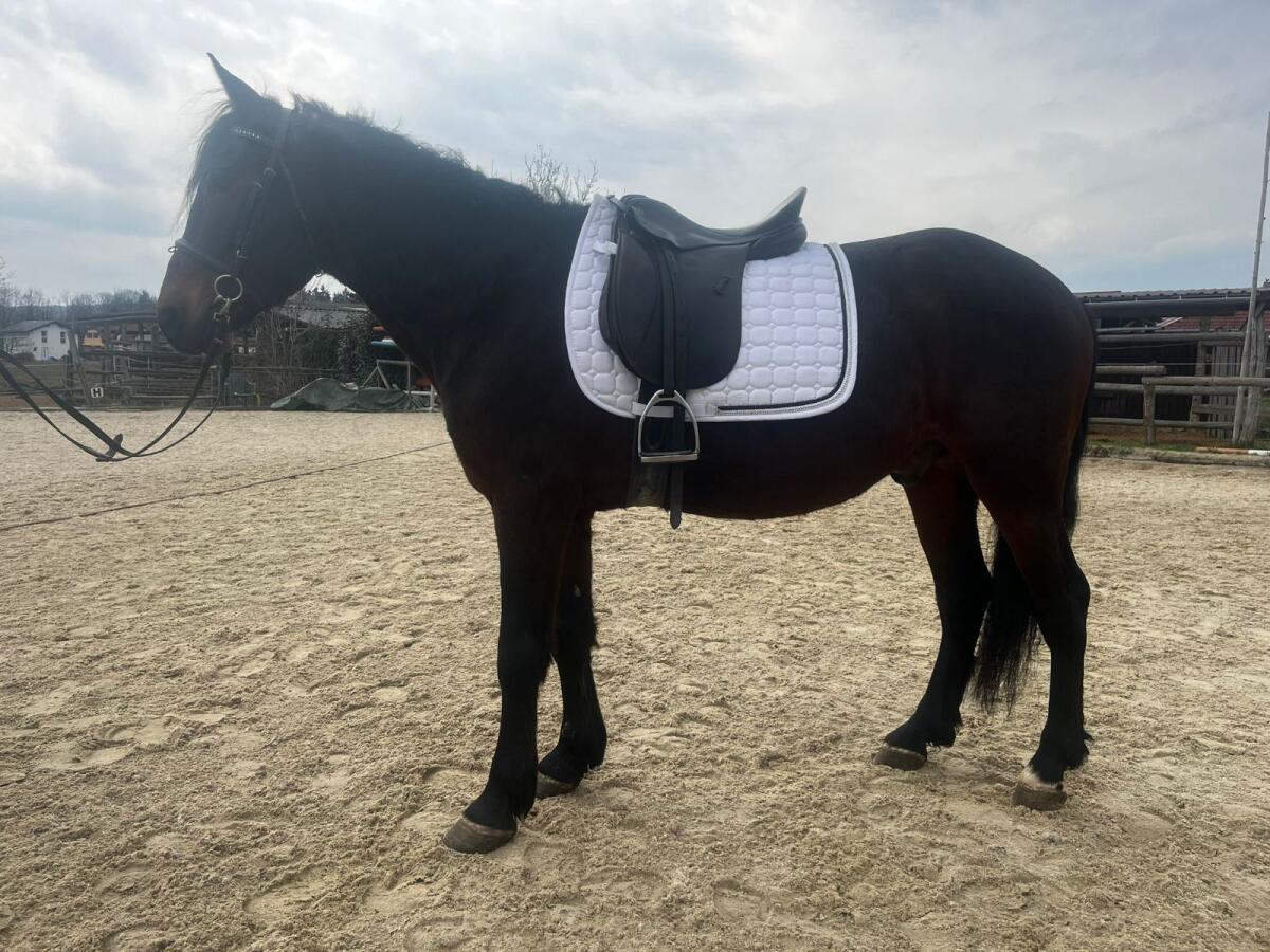 Pony Wallach 2