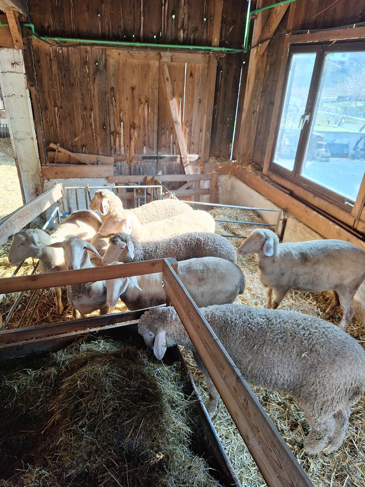 Merino Zuchtlämmer 2