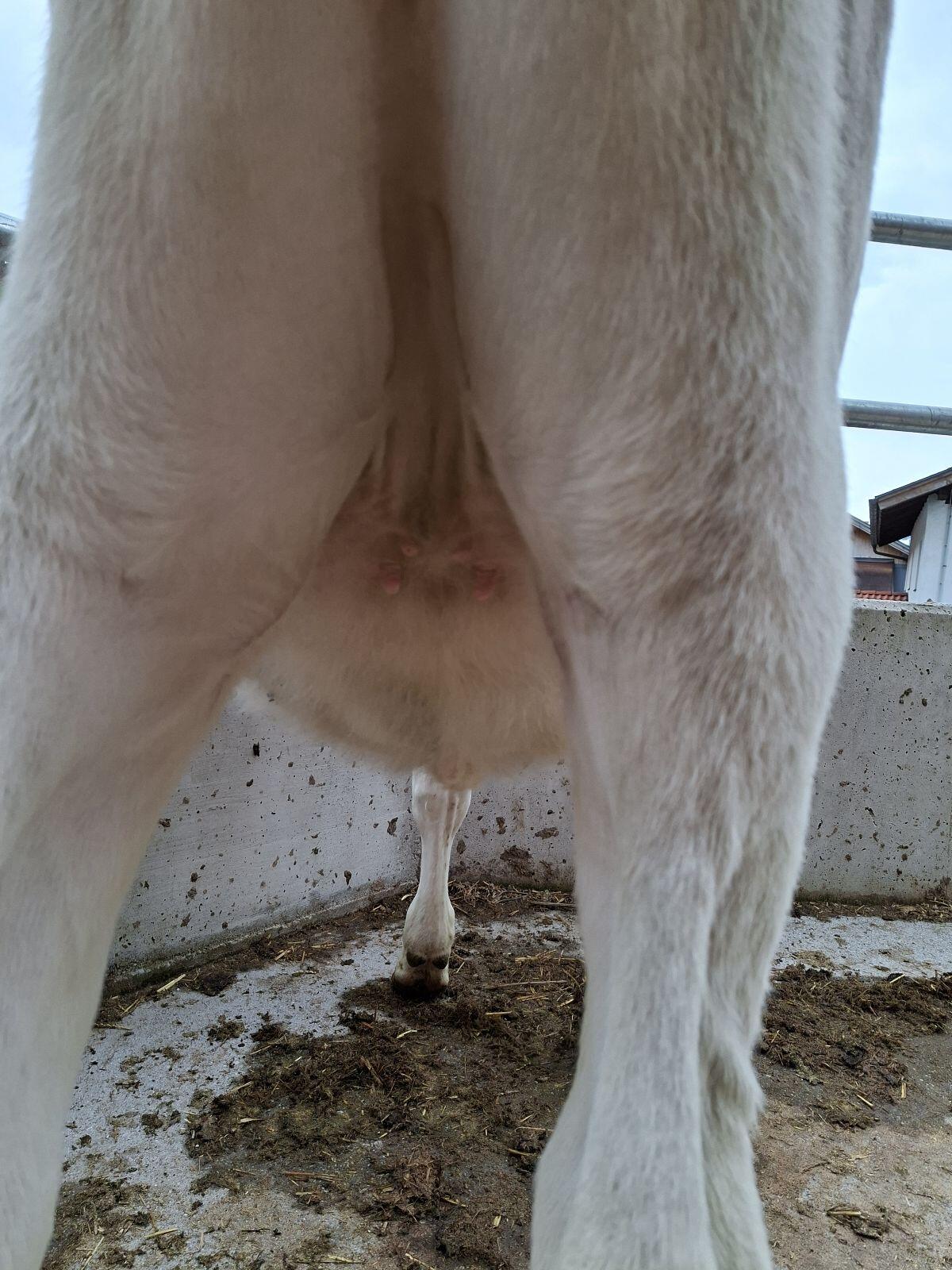 BIO Braunvieh Kalb 3