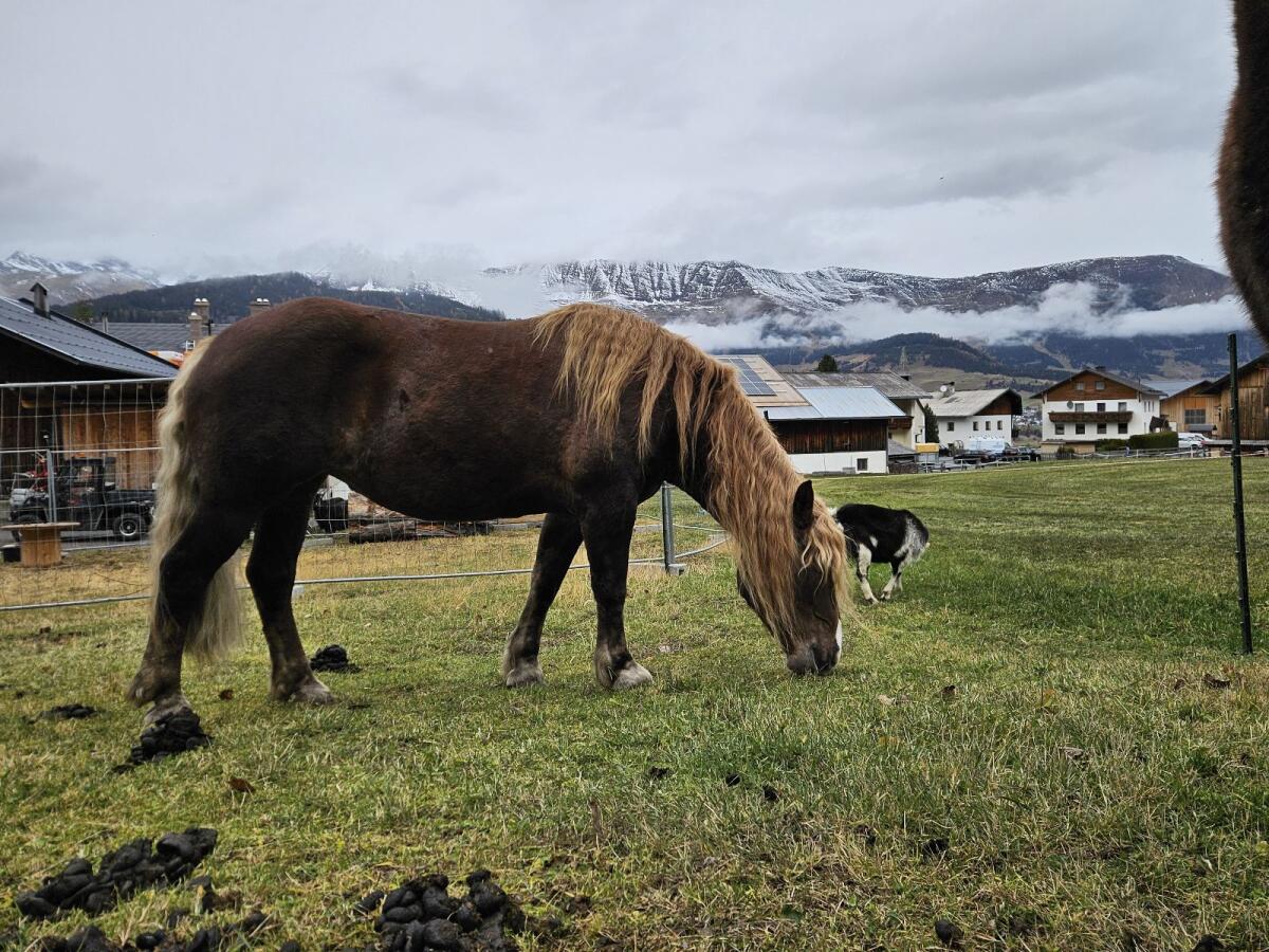Noriker Dunkelfuchs 3