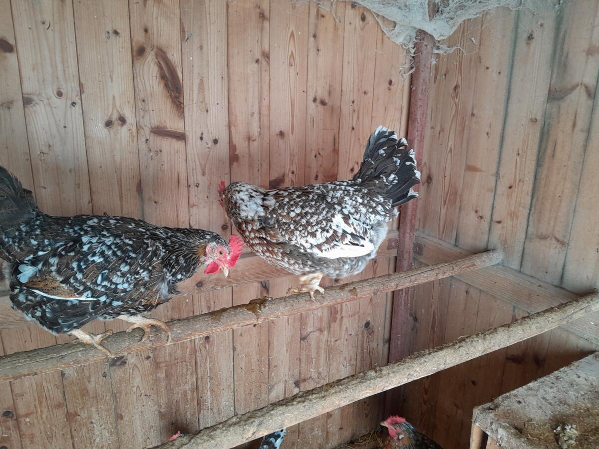 Pawlowskaja und Blumenhühner 3