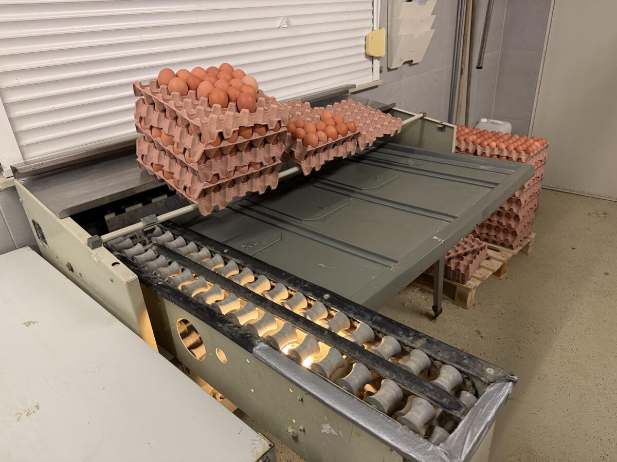 Moba 68 Eiersotiermaschine 2