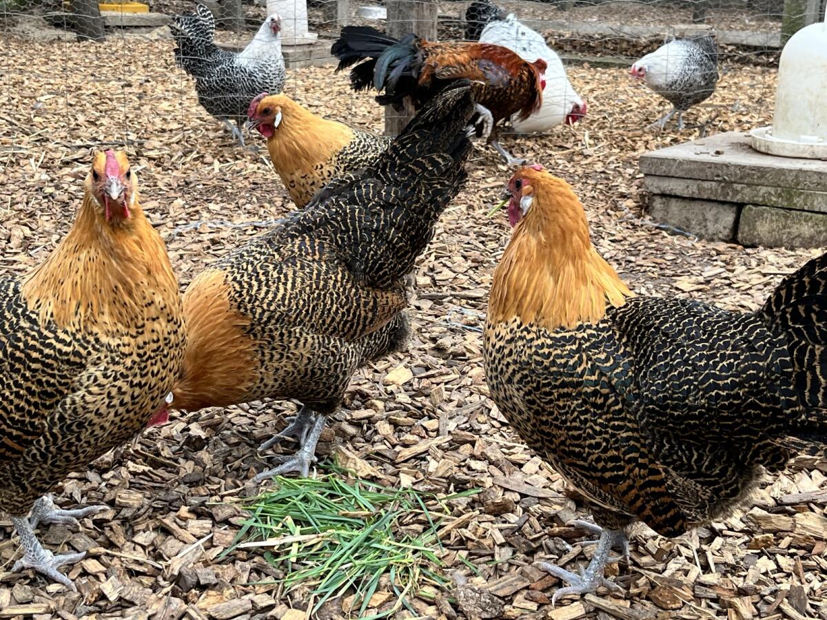 Westfälische Totleger Gold 3