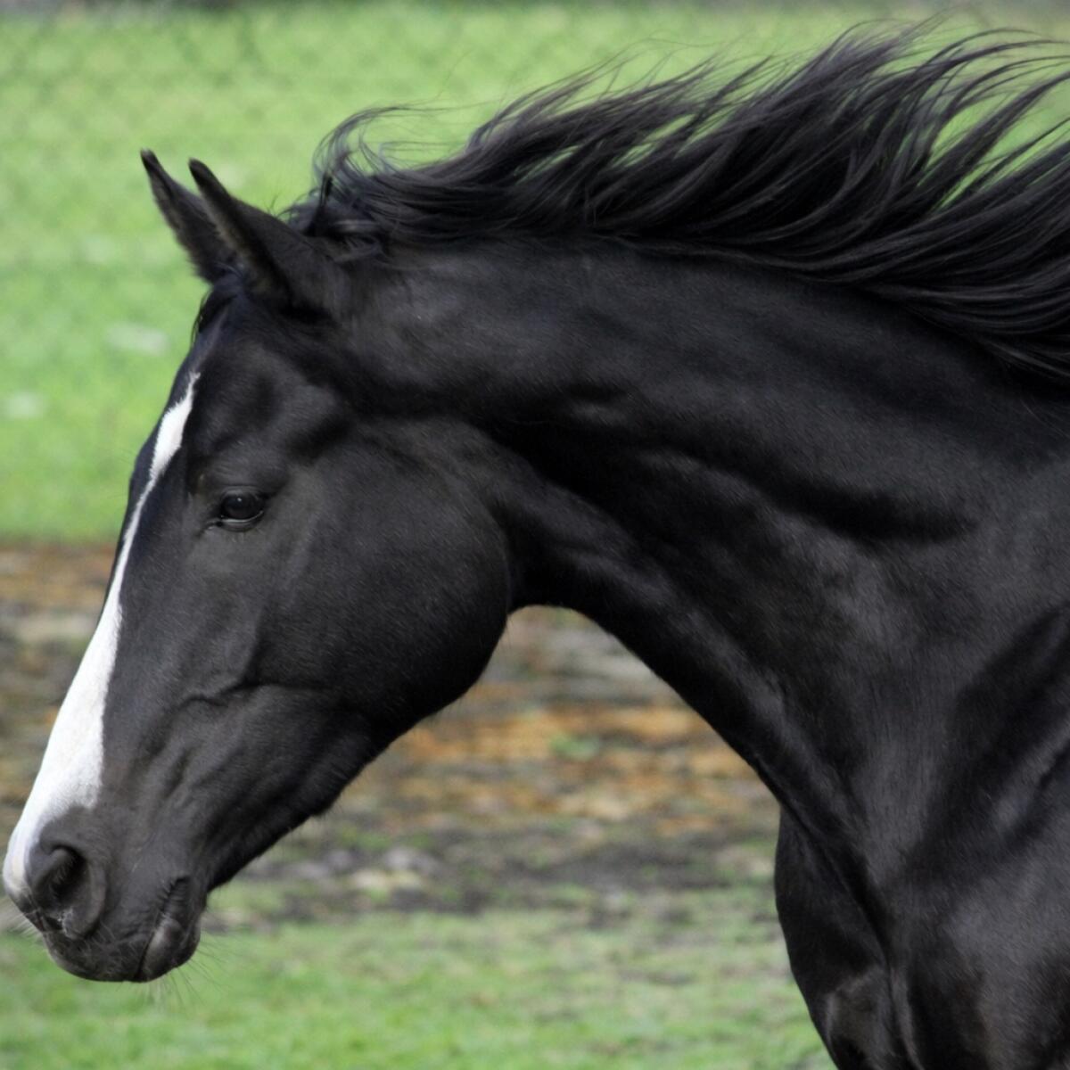Tschechische Warmblutstute 2