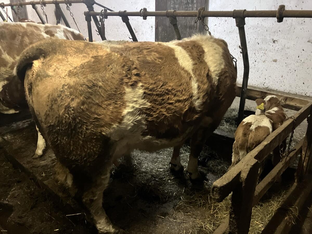 Bio Fleckvieh Mutterkuh mit Kalb 2