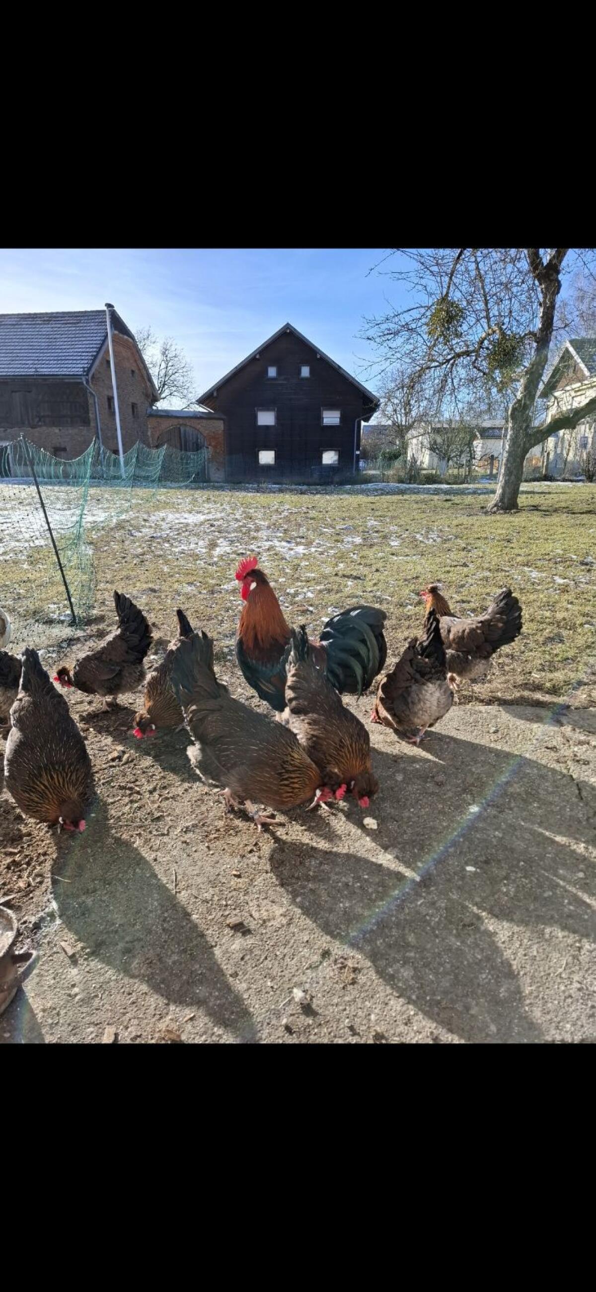 Altsteirer Bruteier 3