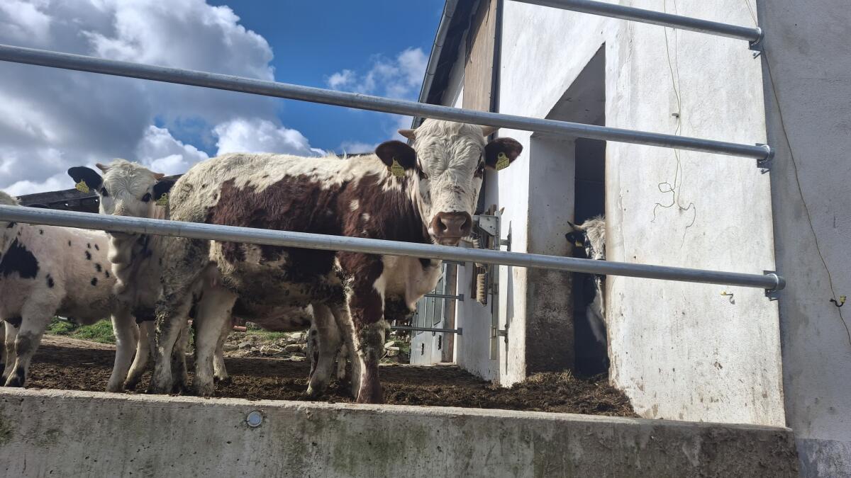 BIO Pustertaler Sprinzen Kalbin 2