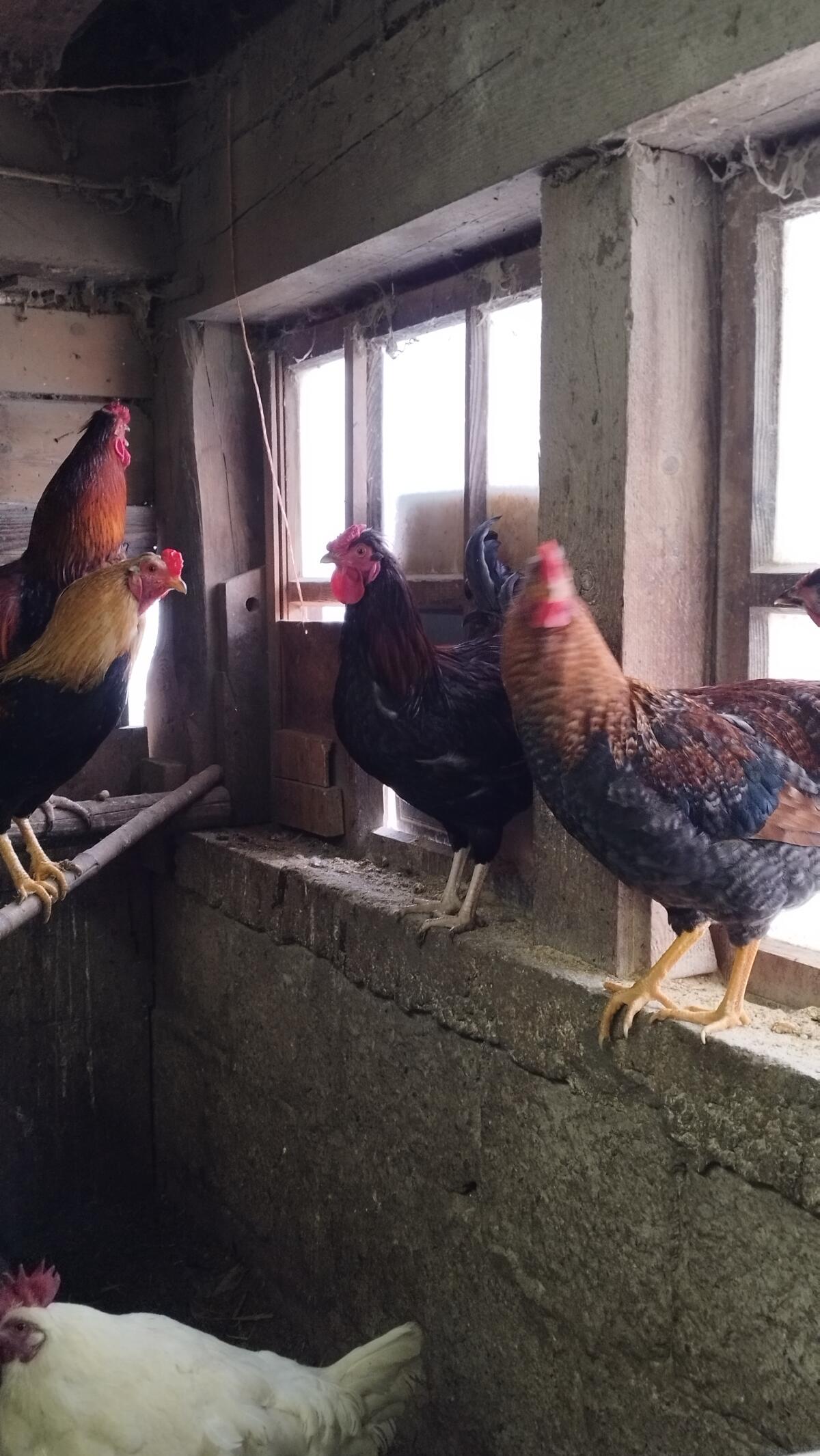 Suchen ein neues Zuhause 3