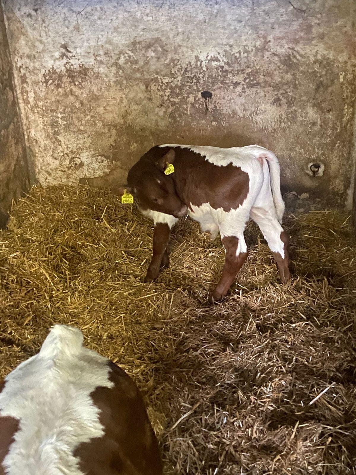 originales Pinzgauer Stierkalb 3