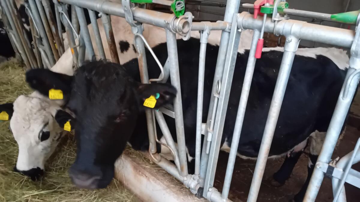 Pustertaler Sprinzen 2