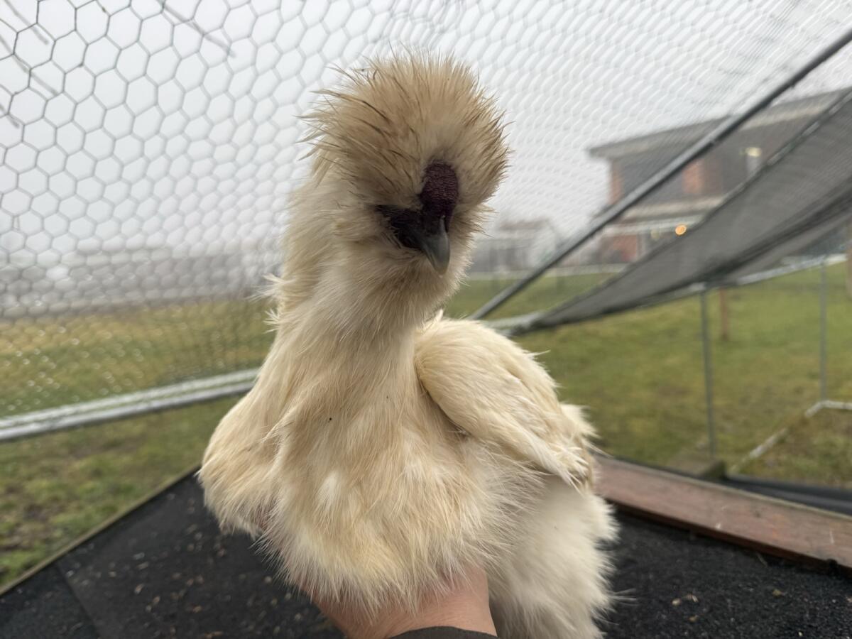 US Silkies, Seidenhühner 3