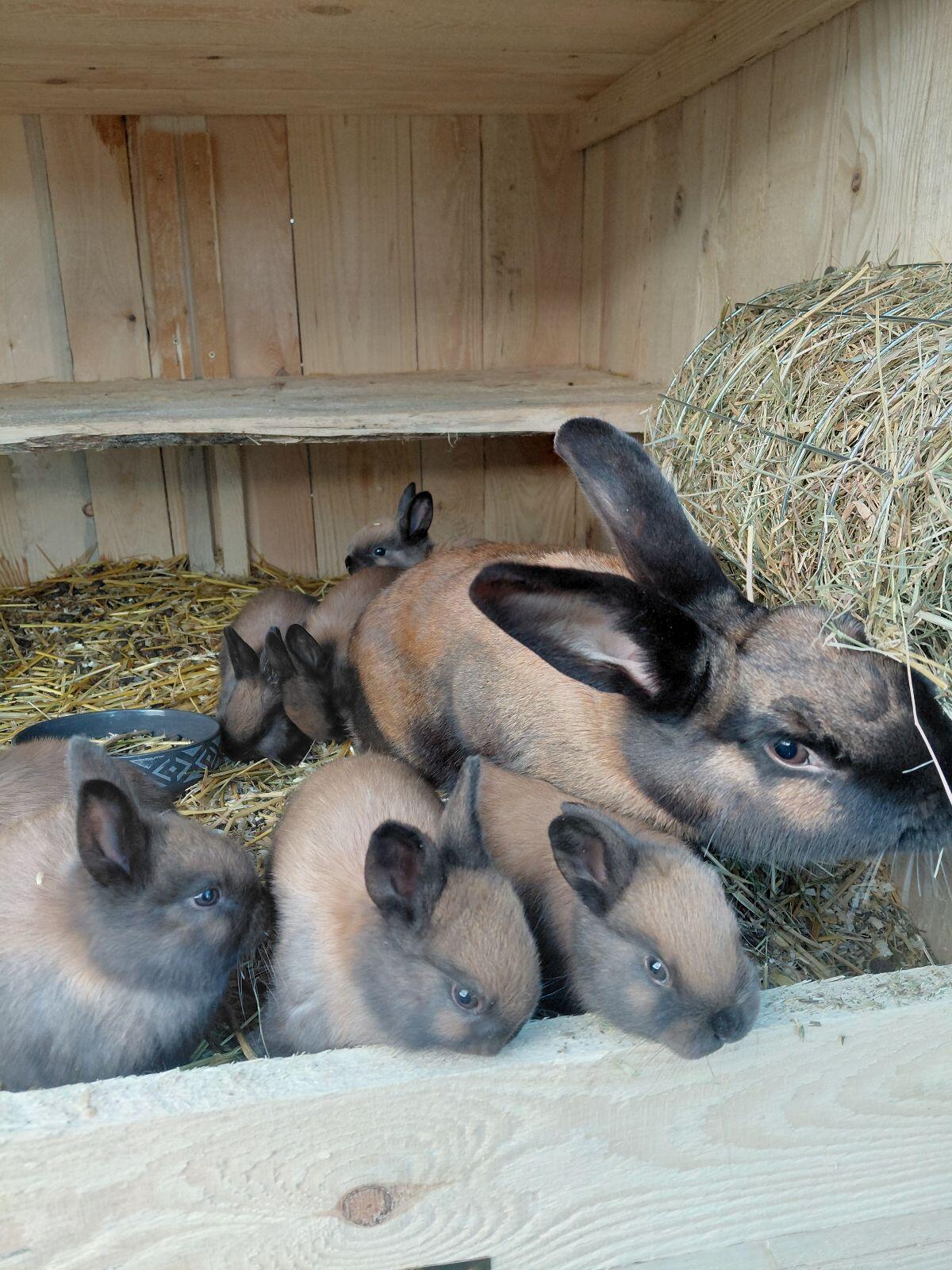 Thüringer Kaninchen 3