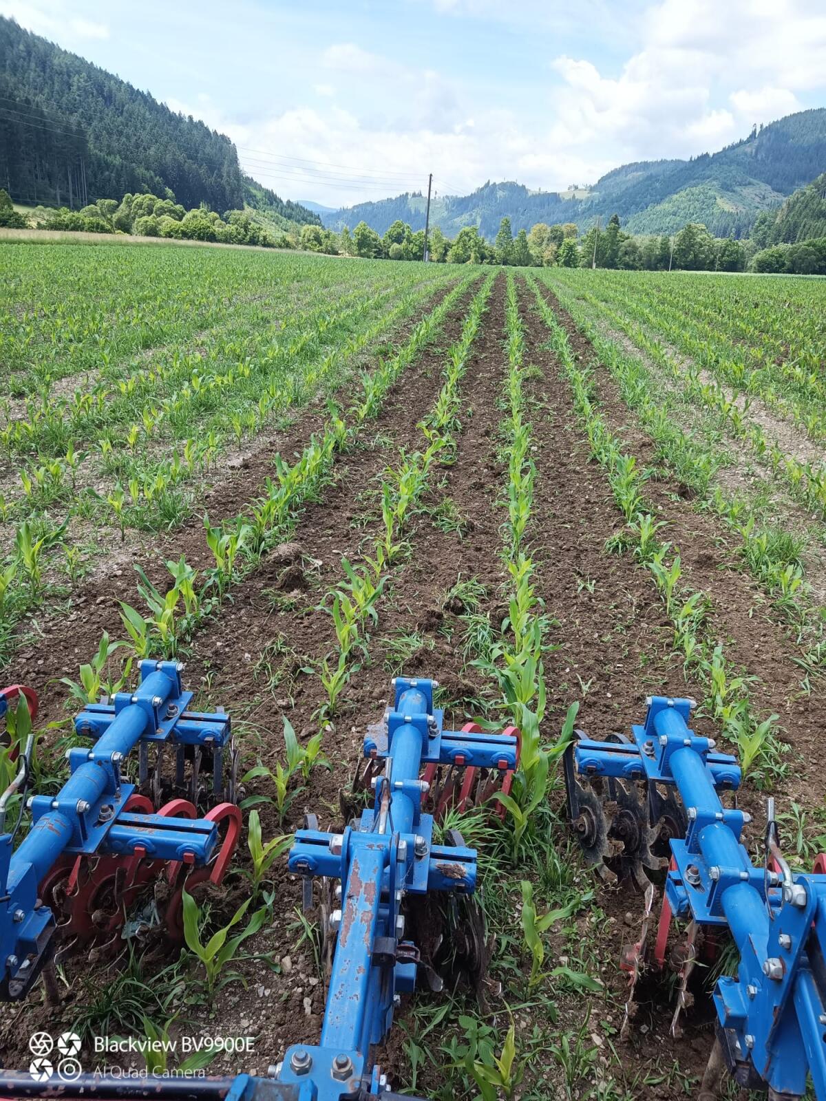 Hackgerät für Mais 2