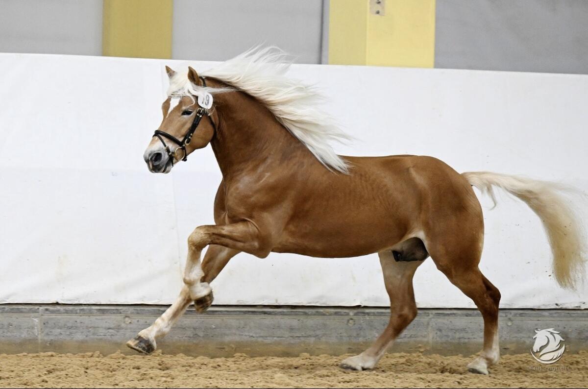 Haflinger Deckhengst PrH Neuglanz 2